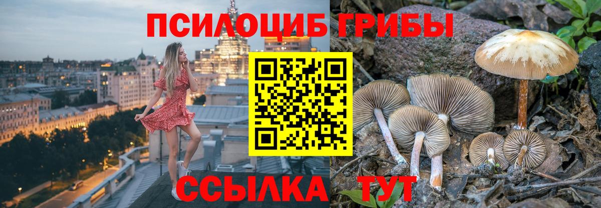Галлюциногенные грибы Psilocybe Нефтеюганск